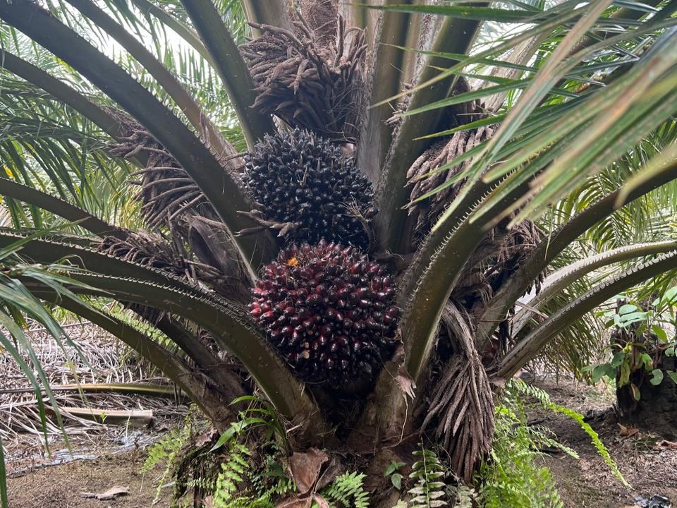 Teknologi dan Inovasi Sawit Semakin Berkembang, Petani Harus Bersiap Diri!