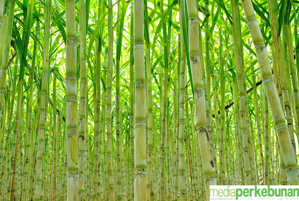 Dapat Rp 1,5 Triliun, BUMN Ini Bakal Beli Tebu Petani Sesuai HAP