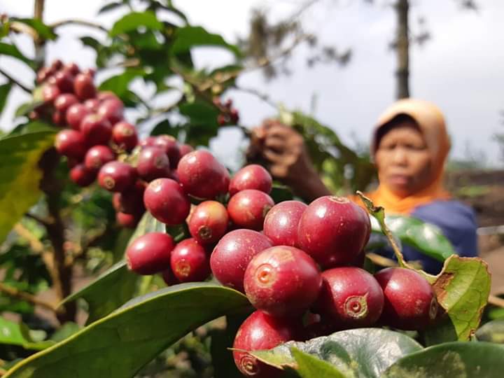 Memperkuat Kemitraan Pemasaran Kopi Minang Dimasa Pandemic