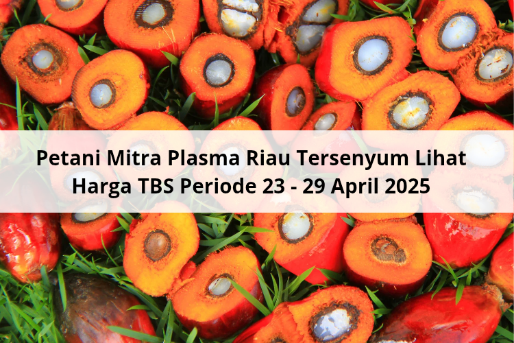Petani Mitra Plasma Riau Tersenyum Lihat Harga TBS Periode 23 – 29 April 2025