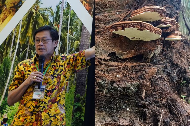 Tidak Bisa Atasi Ganoderma, 15-20 Tahun ke Depan Sawit Indonesia Bisa Punah