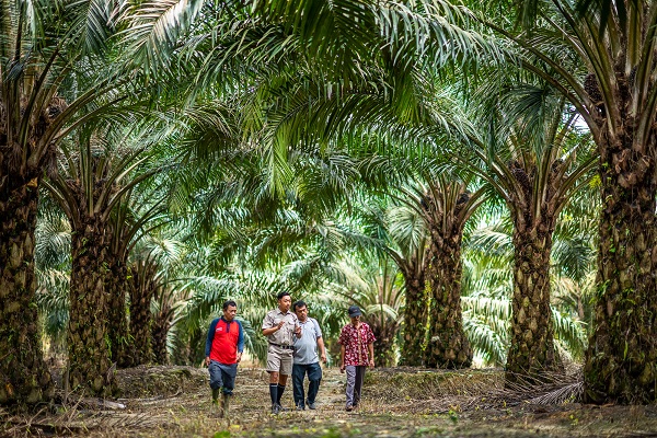 BANK INDONESIA : KELAPA SAWIT PENYERAP KREDIT TERBESAR DI KALIMANTAN