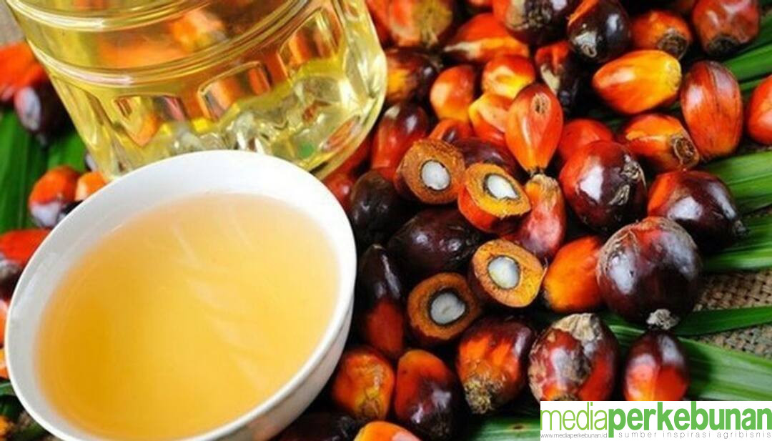 Tender PT KPBN:  Harga CPO Masih Cenderung Lesu di Akhir Pekan Ketiga