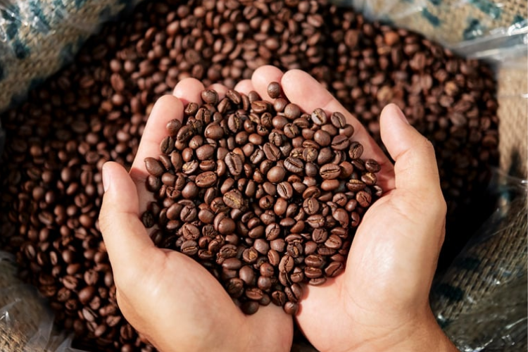 Perubahan Iklim Turunkan Produktivitas Kopi, GAEKI Desak Pemerintah Prioritaskan Komoditas Kopi