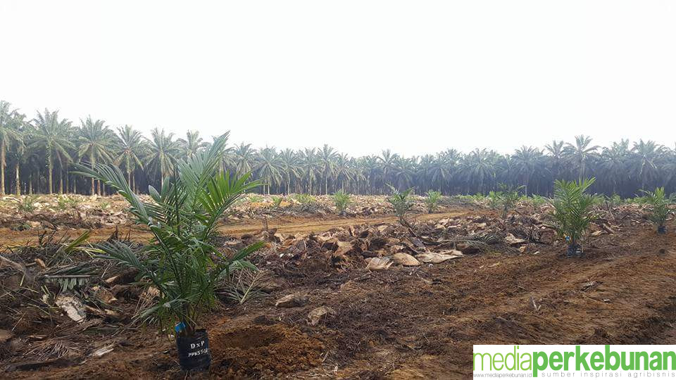 Kabar Baik Bagi Petani Sawit, Dana PSR Resmi Naik 2 Kali Lipat