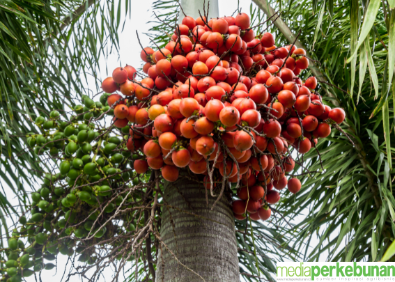 Kini Tanaman Pinang Resmi Masuk dalam Sistem Resi Gudang