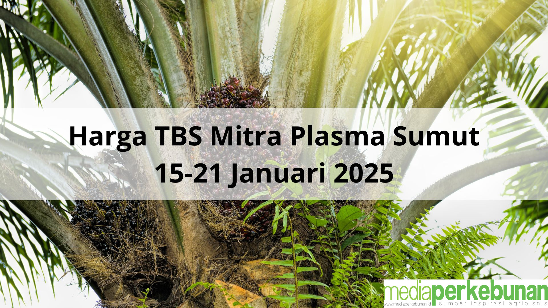 Mayoritas Anjlok Lebih dari Rp100 Per Kg Harga TBS Mitra Plasma Sumut 15-21 Januari 2025
