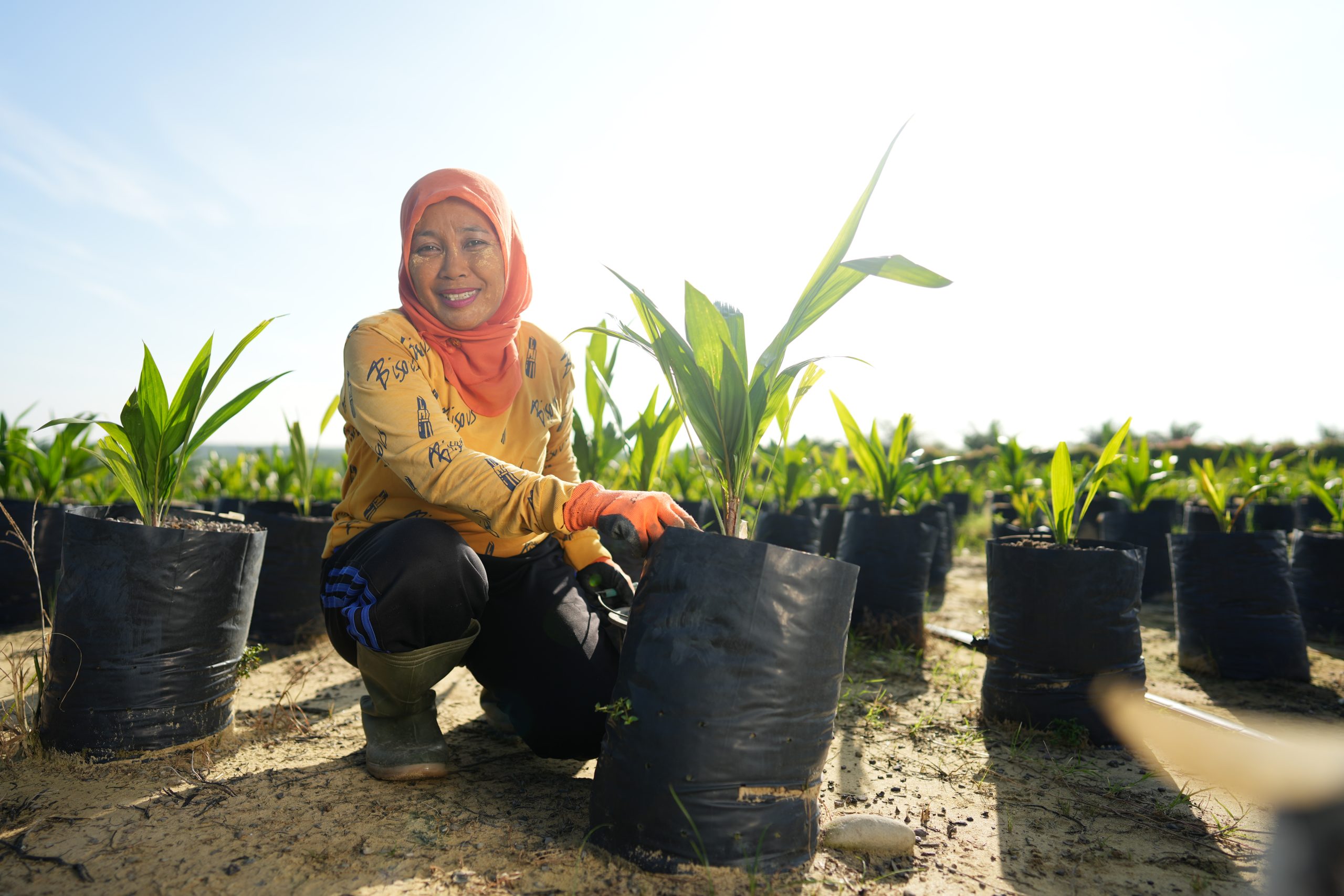 Inovasi Terobosan Benih Perkuat Ketahanan Iklim di Sektor Kelapa Sawit Indonesia