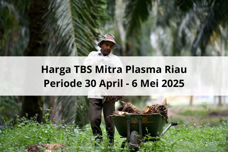 Minus Rp 25,43 Harga TBS Mitra Swadaya Riau Periode 30 April – 6 Mei 2025