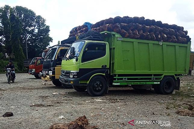 Harga Sawit Jambi Masih Naik