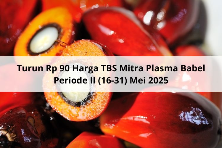 Turun Rp 90 Harga TBS Mitra Plasma Babel Periode II (16-31) Mei 2025