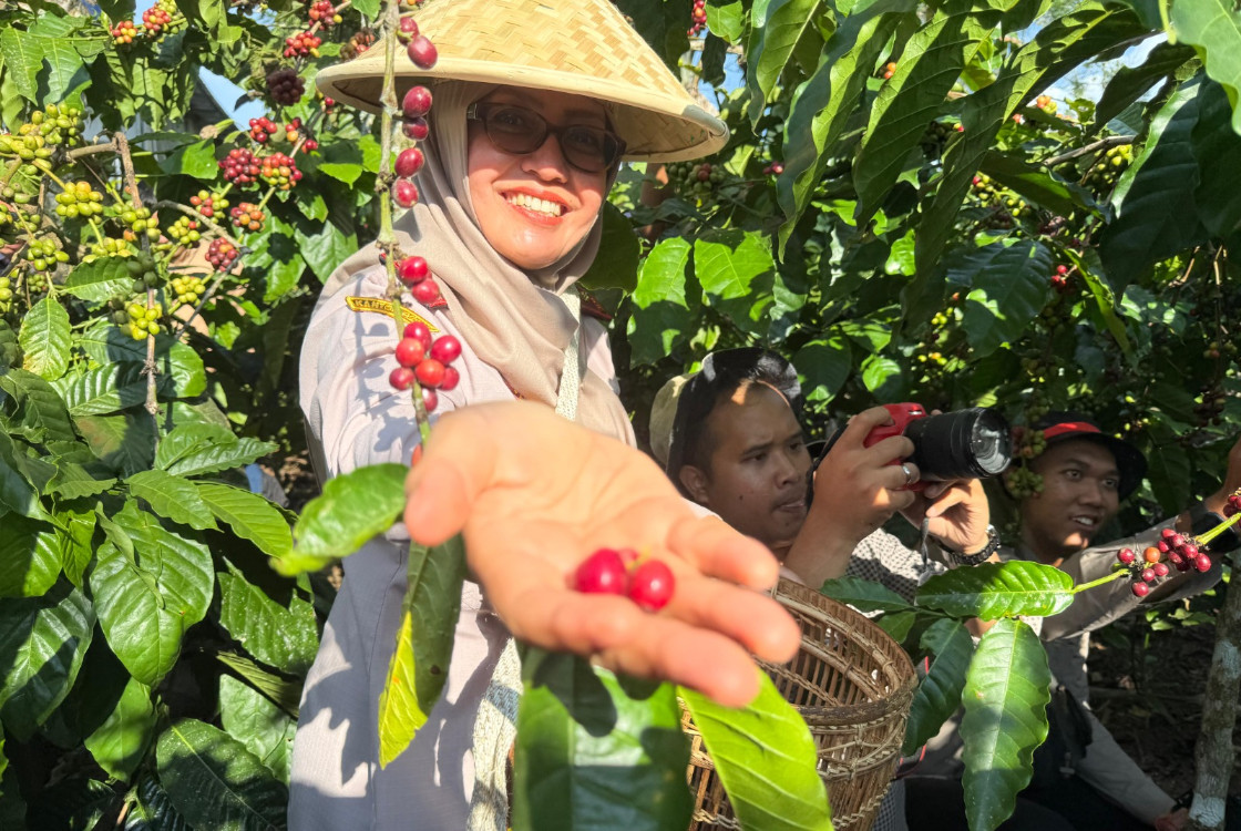 Daerah Ini Hasilkan Belasan Ton Kopi, Pelaku Usaha Buka Suara