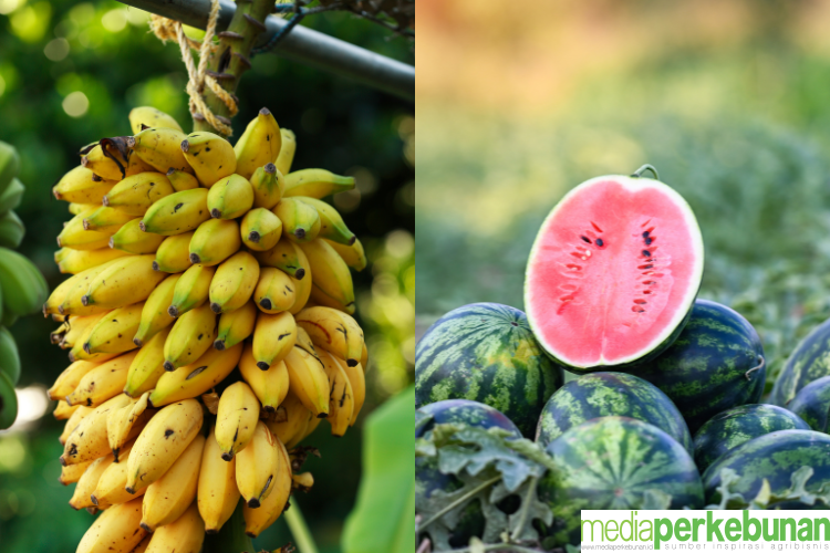 Pisang dan Semangka Jadi Solusi Meningkatkan Ekonomi Sektor Sawit Dengan Model Tumpang Sari