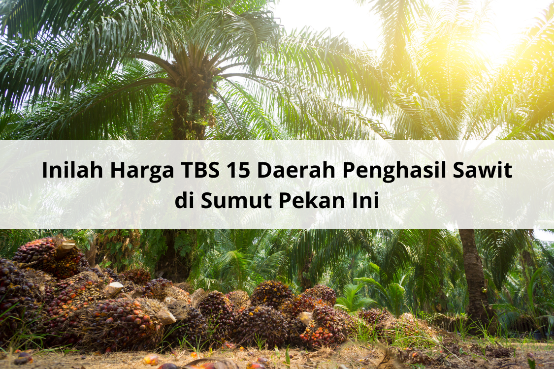 Inilah Harga TBS 15 Daerah Penghasil Sawit di Sumut Pekan Ini