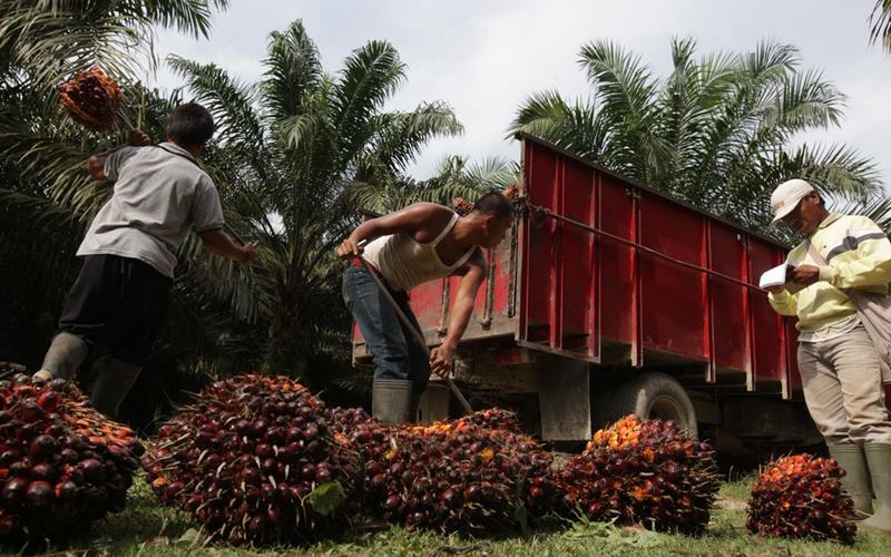 Bukan CPO, tapi Faktor Ini yang Bikin Harga TBS Mitra Plasma Sumut Nyungsep untuk Periode 18-24 Juni 2025