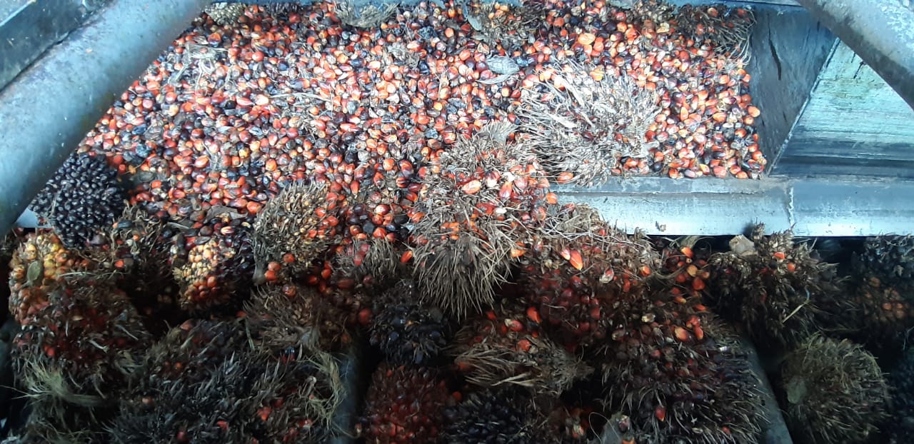 Harga TBS Riau Naik ke Rp97 per Kg