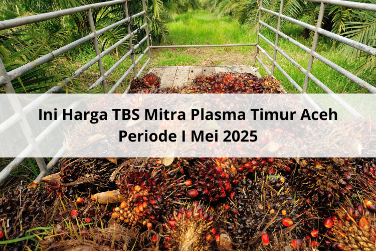 Ini Harga TBS Mitra Plasma Timur Aceh Periode I Mei 2025