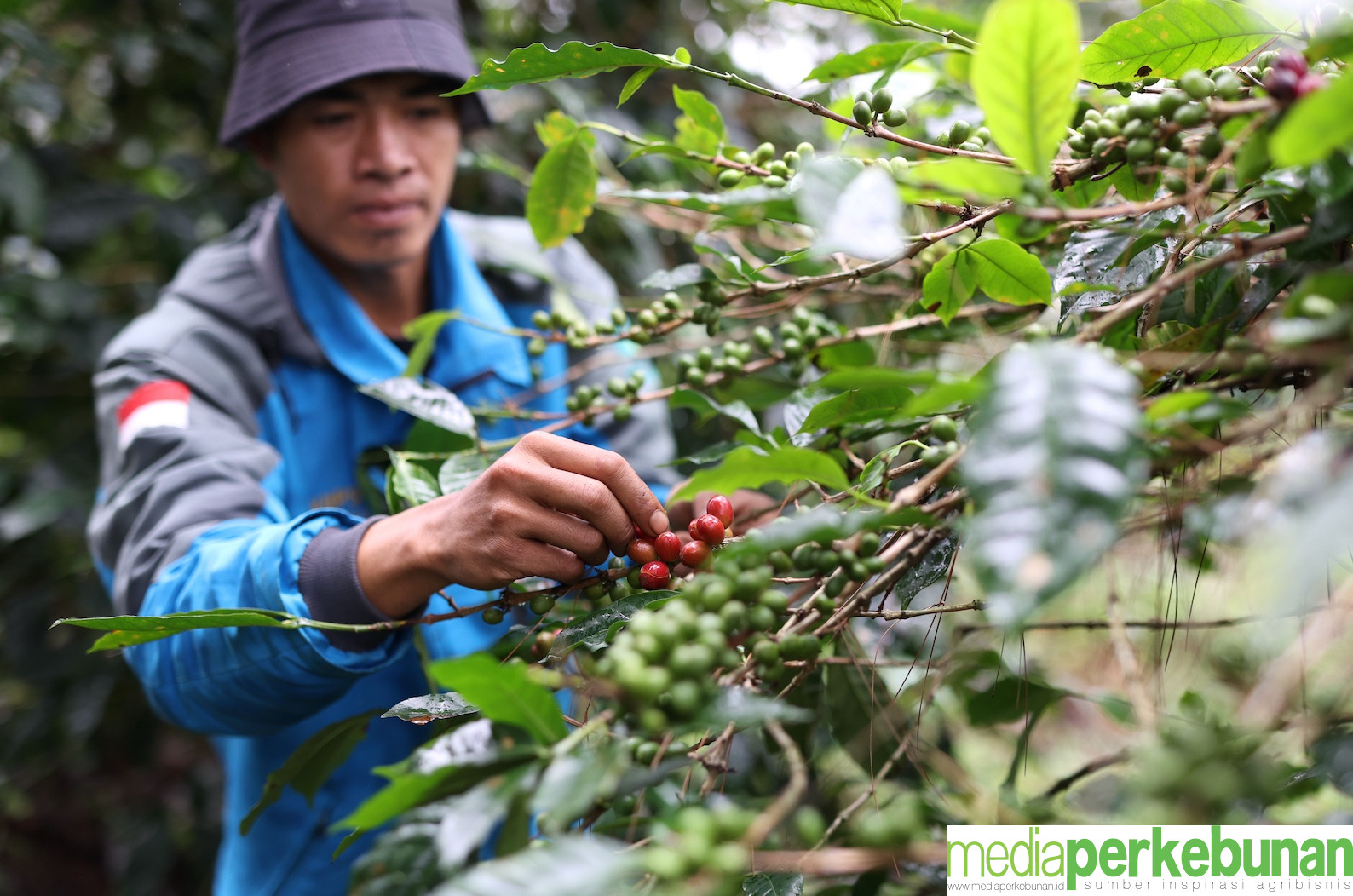 WALHI KEMBANGKAN EKONOMI NUSANTARA
