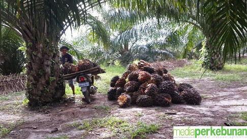 Harga TBS Mitra Plasma di Riau Terus Naik