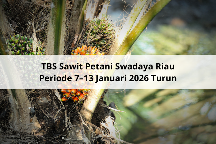 TBS Sawit Petani Swadaya Riau Periode 7–13 Januari 2026 Turun