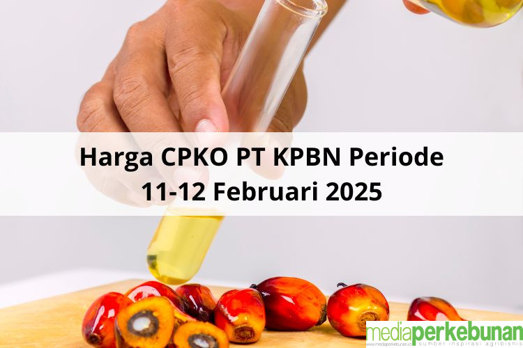 Begini Hasil Tender Harga CPKO PT KPBN Periode 11-12 Februari 2025