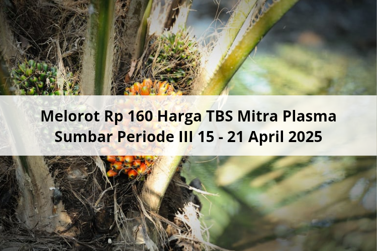 Melorot Rp 160 Harga TBS Mitra Plasma Sumbar Periode III 15 – 21 April 2025