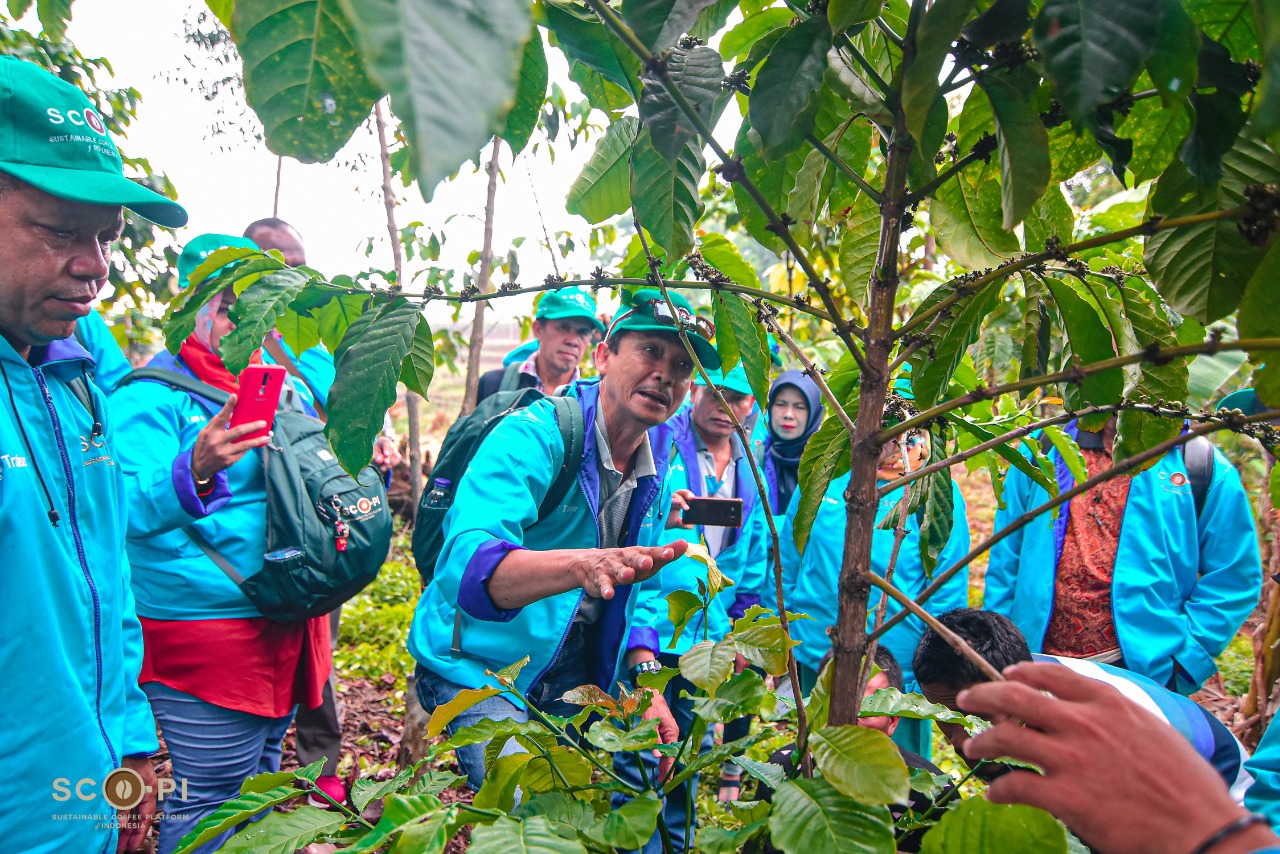 KELAPA SAWIT, KARET, KOPI, KAKAO MASUK DALAM FOREST RISK COMMODITIES EROPA