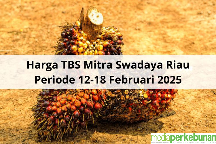 Naik Rp 84,11 Harga TBS Mitra Swadaya Riau Periode 12–18 Februari 2025