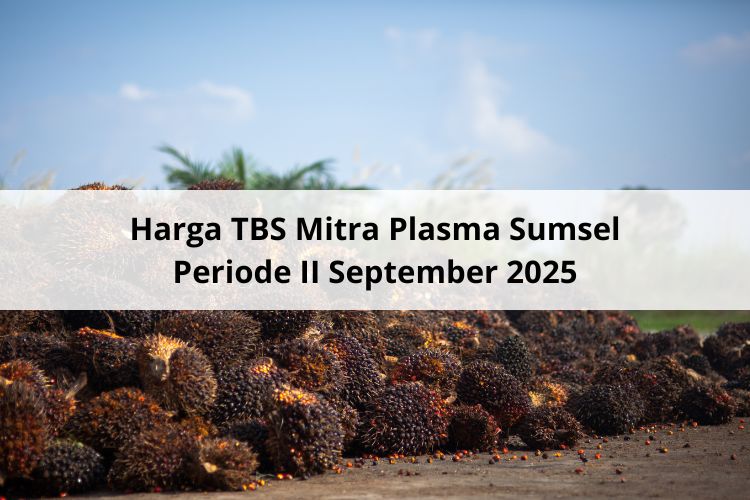 Terus Menguat Harga TBS Mitra Plasma Sumsel Periode II September 2025