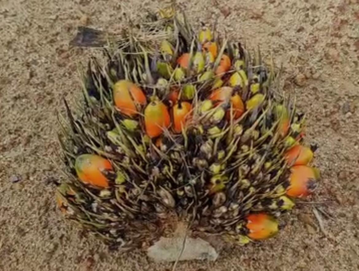 Punya Masalah Fruit Set, Datang Saja ke 5th IPOSC di Kubu Raya