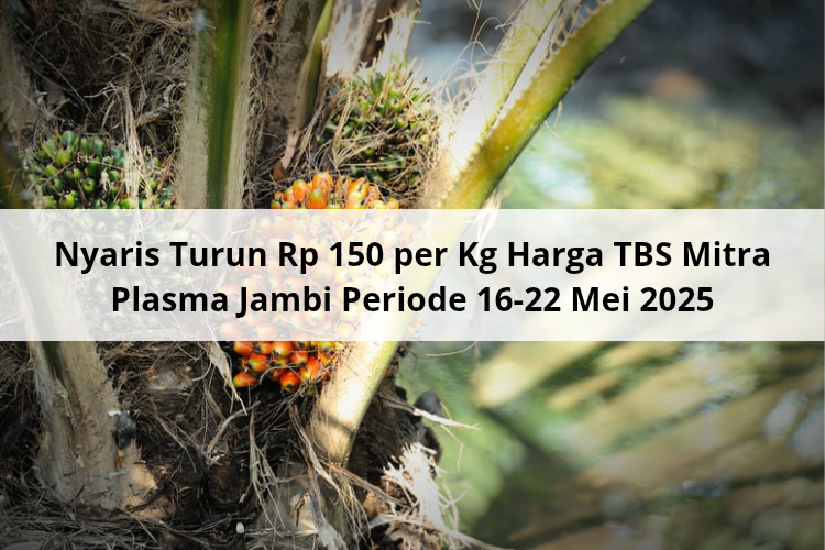 Nyaris Turun Rp 150 per Kg Harga TBS Mitra Plasma Jambi Periode 16-22 Mei 2025