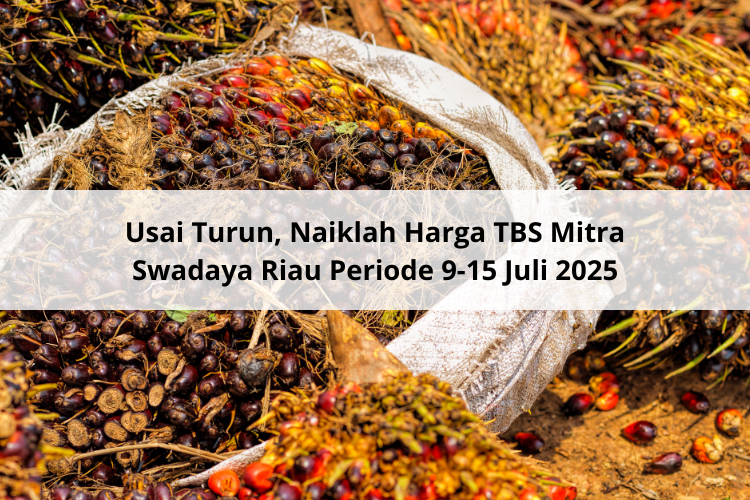 Usai Turun, Naiklah Harga TBS Mitra Swadaya Riau Periode 9-15 Juli 2025