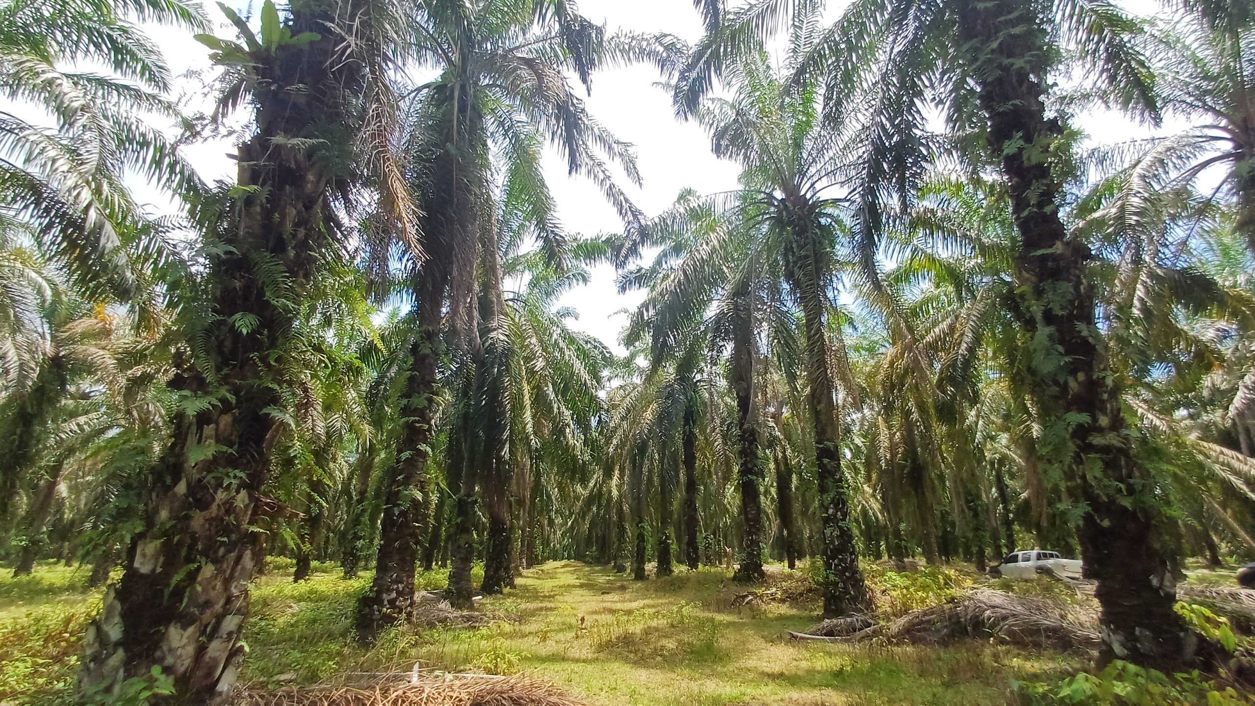 Produksi Sawit Indonesia Terancam