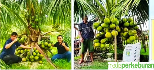 Kelapa Genjah, Kelapa Masa Kini yang Menguntungkan