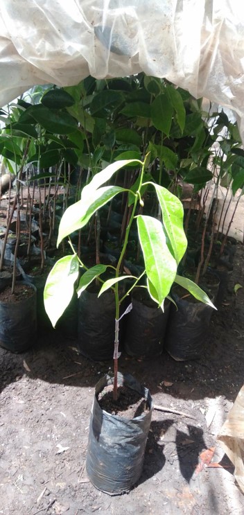 DITJENBUN BANGUN NURSERY MODERN PALA DI MALUKU UTARA
