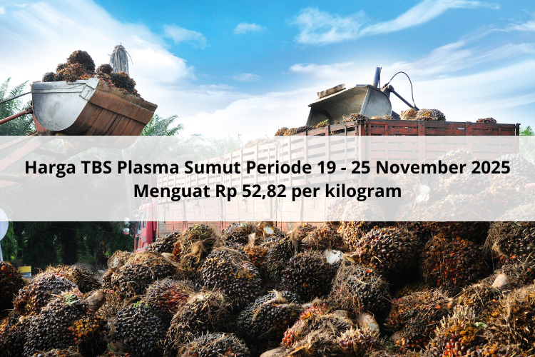 Harga TBS Plasma Sumut Periode 19 – 25 November 2025 Menguat Rp 52,82 per Kg