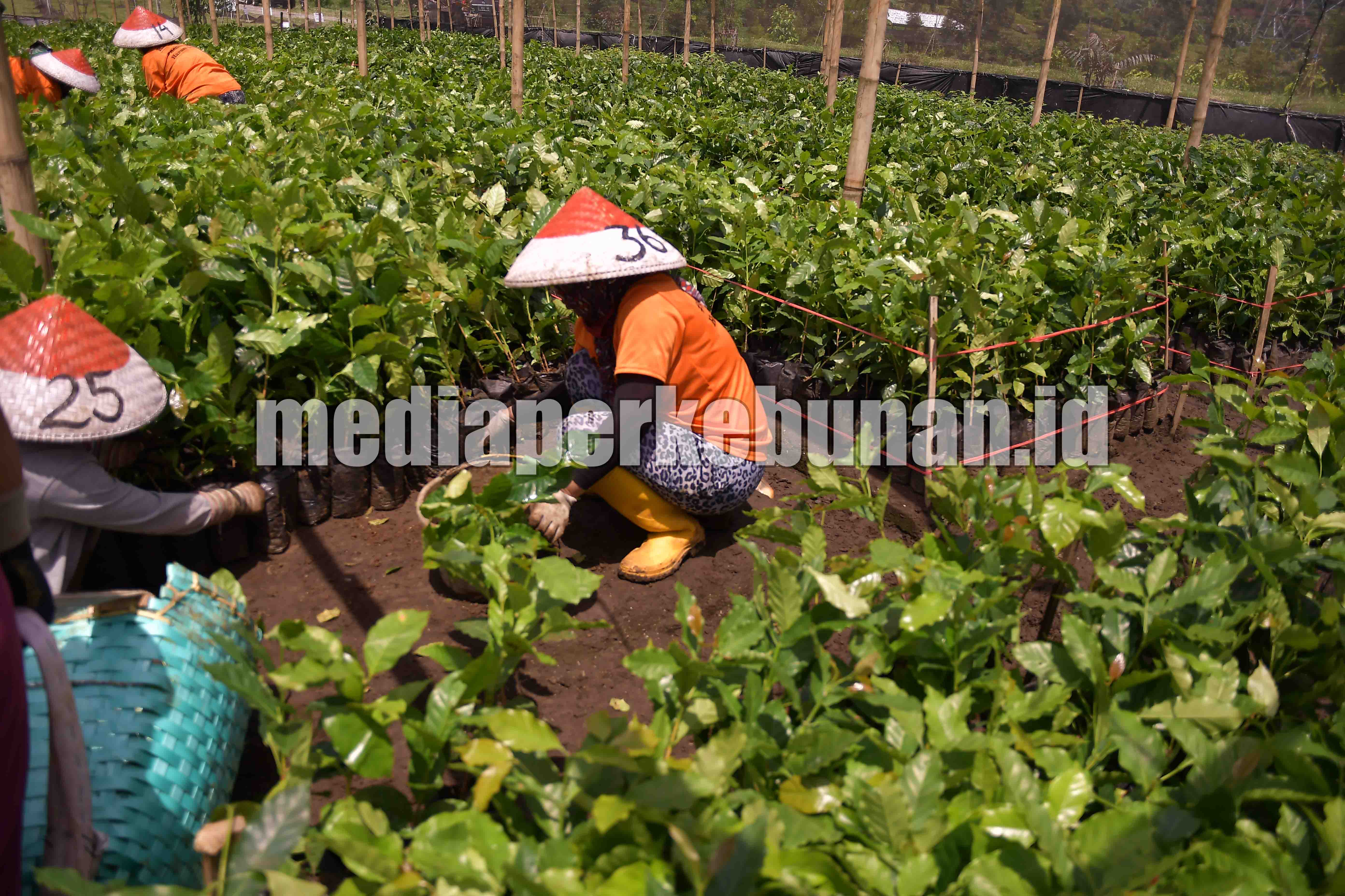 Bibit Berkualitas Mendongkrak Produktivitas