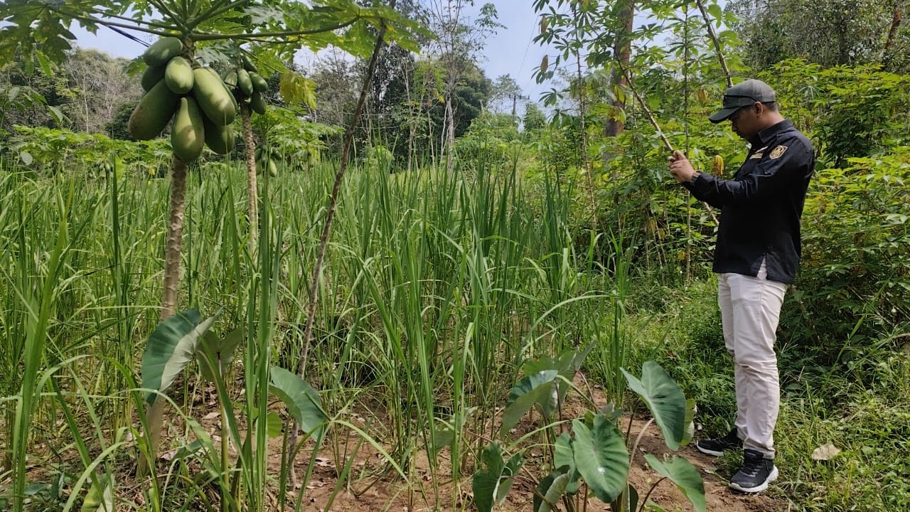 Petani Karet Kalsel
