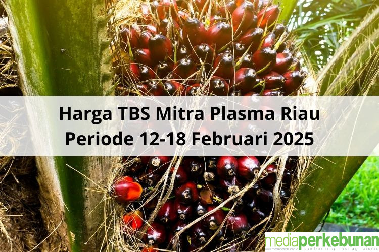 Menguat, Harga TBS Mitra Plasma Riau Mendekati Rp 3.500 untuk Periode 12-18 Februari 2025