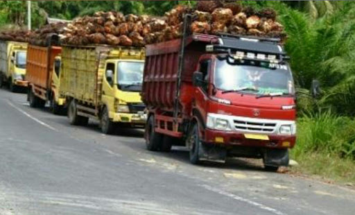 Harga Sawit Sumut Melorot 