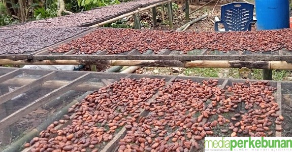 KURANG PUPUK DAN BENIH, PENYEBAB TURUNNYA PRODUKSI KAKAO
