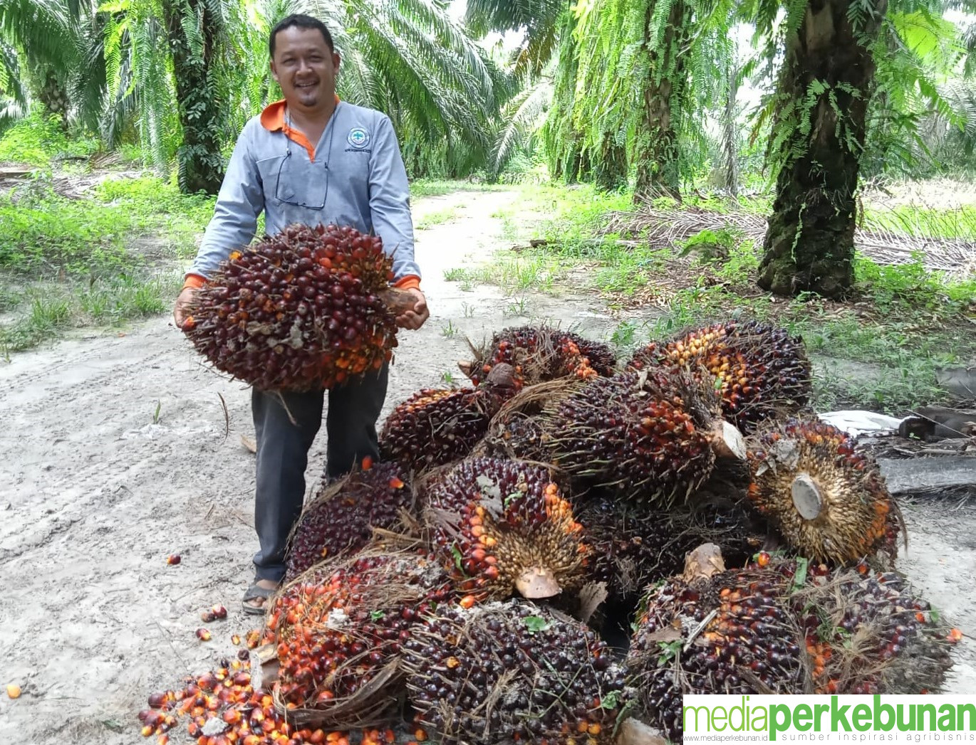 Begini Kondisi Harga TBS Mitra Plasma Sumsel Periode II Januari 2025