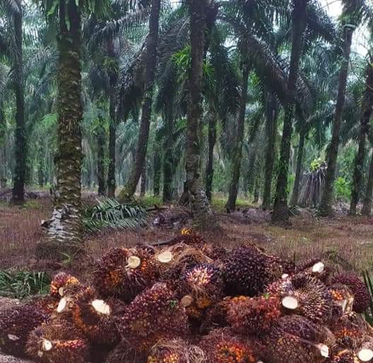 PPKS : LAKUKAN SKALA PRIORITAS KULTUR TEKNIS SAWIT PADA PANDEMI COVID-19