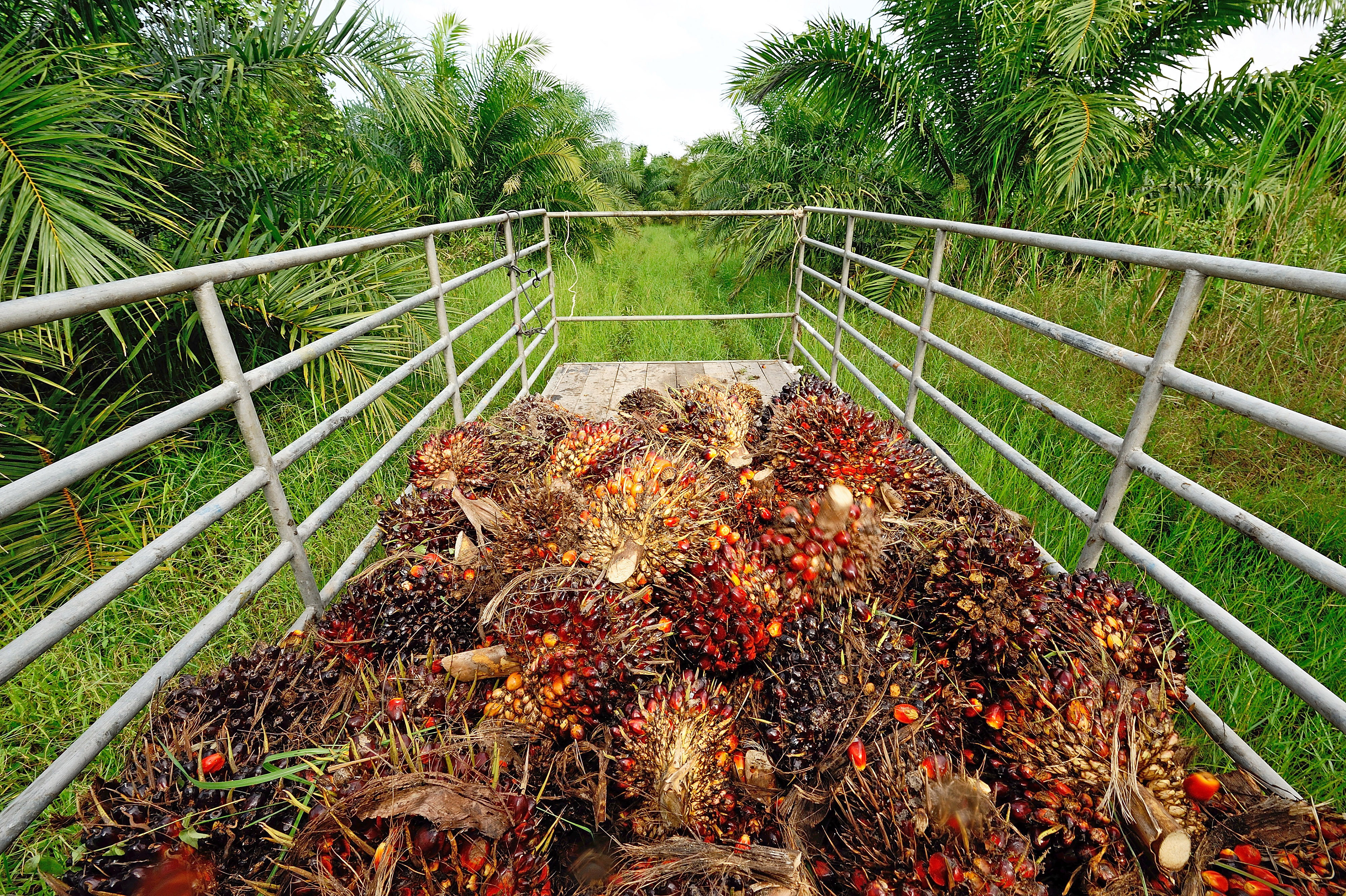 Harga Sawit Kalbar Periode I Rp 2.109 Per Kg