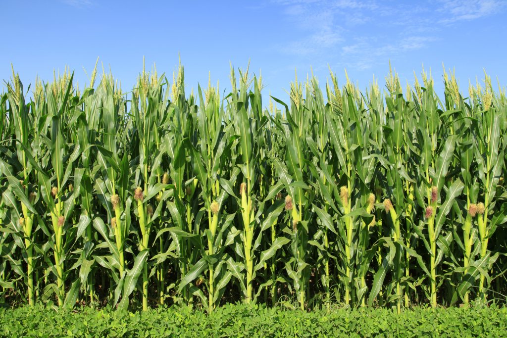 20 Ha Lahan Milik Petani Sawit di Dumai Bakal Ditanami Jagung