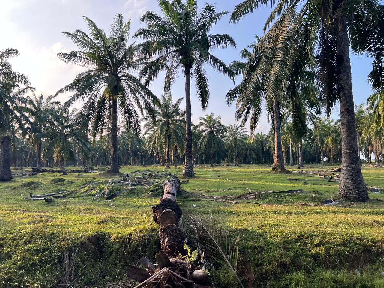ISGANO 2026 : Mestinya Setiap Replanting Sawit Pakai Bibit Toleran Ganoderma, Ini Alasannya!