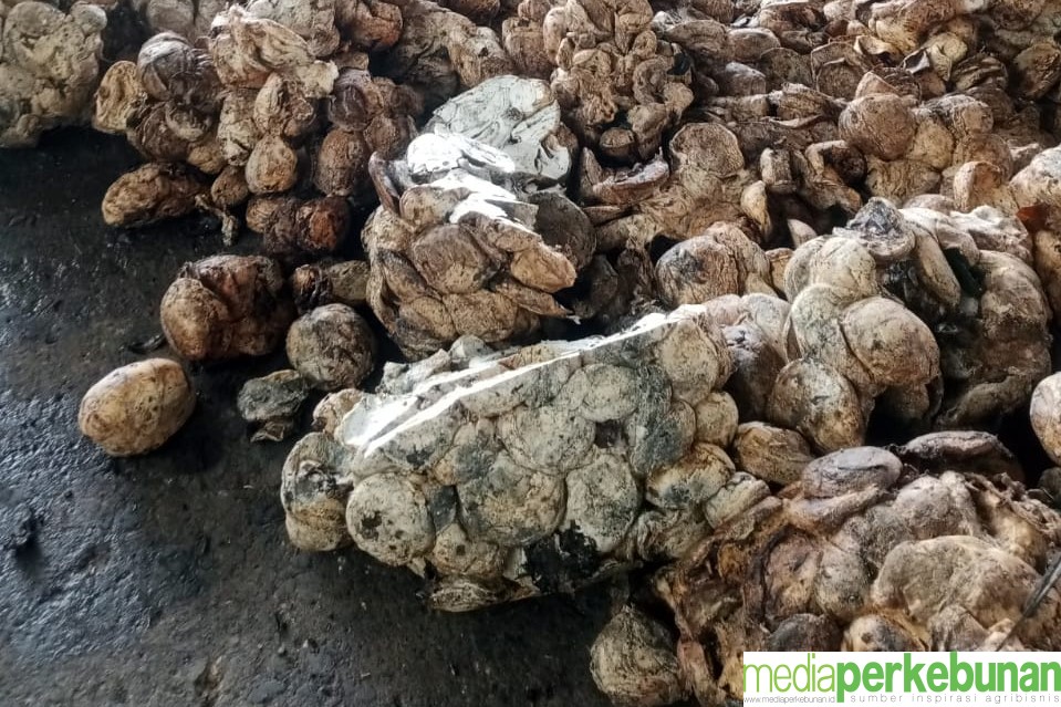SNV: Petani Pertahankan Karet Jika Akses Pasar Baik