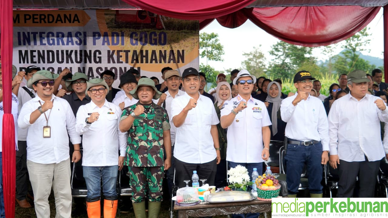 Perkebunan Kopi Dilirik Kementerian Pertanian untuk Intercropping Padi Gogo