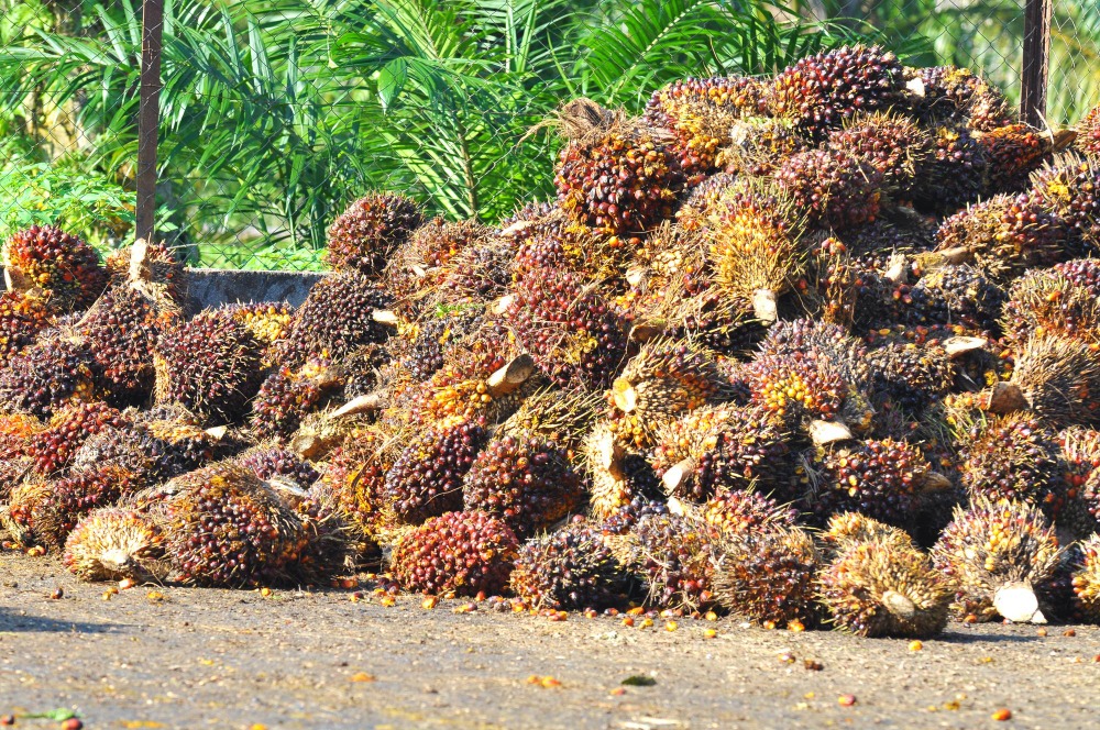 Mulai 1-7 Oktober 2025, Tembus ke Rp 3.650-an Harga TBS Mitra Swadaya Riau