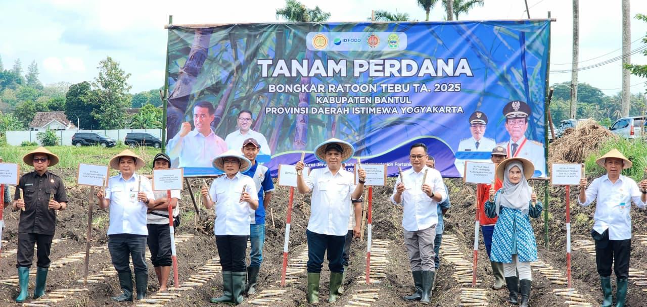 Kembalikan Kejayaan Gula, Kementan Tanam Perdana Bongkar Ratoon di Bantul